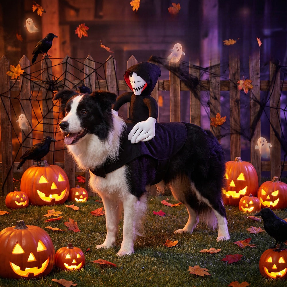 Halloweenkostym för hund