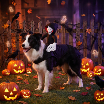 Halloweenkostym för hund